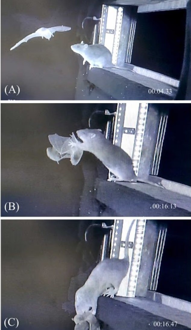 Hành vi săn mồi bất thường của chuột làm dấy lên rủi ro y tế cộng đồng.