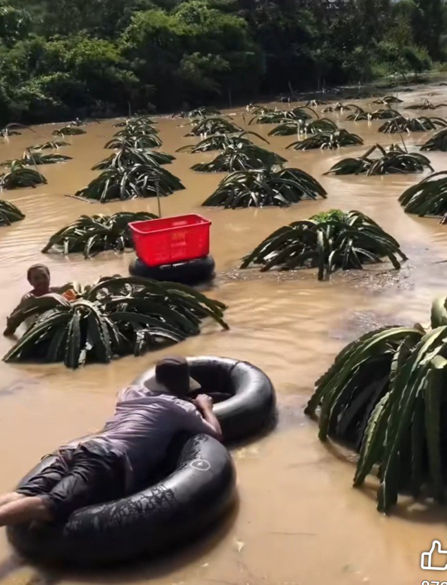 Người nông dân vừa bơi vừa cắt cứu những trái thanh long đang chín. Ảnh: Quang Hùng