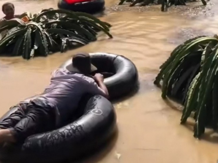 CLIP: Nông dân bám vào ruột xe tải bơi vào vườn thanh long để thu hoạch chạy lũ