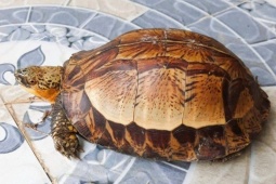 Tin tức trong ngày - Nhặt rùa hộp trán vàng quý hiếm trên đường