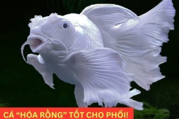 Tin tức sức khỏe - Loại cá “hóa rồng” trong truyền thuyết nay trở thành “bảo bối” bảo vệ phổi, giúp giảm ho cực tốt