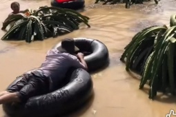 CLIP: Nông dân bám vào ruột xe tải bơi vào vườn thanh long để thu hoạch chạy lũ