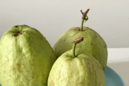 Lý do bạn nên ăn ổi mỗi ngày