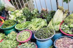 Giá rau xanh ở chợ giảm mạnh: Su hào 12.000 đồng/củ, cải mơ 50.000 đồng/kg