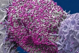 Bất ngờ khỏi HIV sau khi ghép tế bào gốc