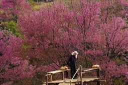 Du lịch - Mù Cang Chải rợp sắc hồng