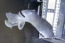Phát hiện rợn người về hành vi săn mồi mới của chuột