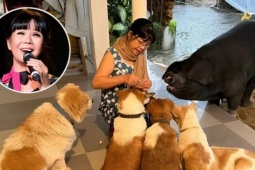 Ánh Tuyết nuôi heo trong biệt thự 500 m2 ở Hội An