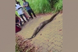 Video trăn nuốt chửng hươu gây sốc