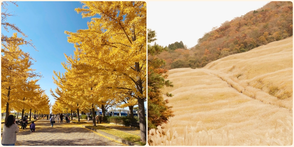 Hakone và Kazo - hai vùng đất ngập sắc vàng những ngày cuối năm.