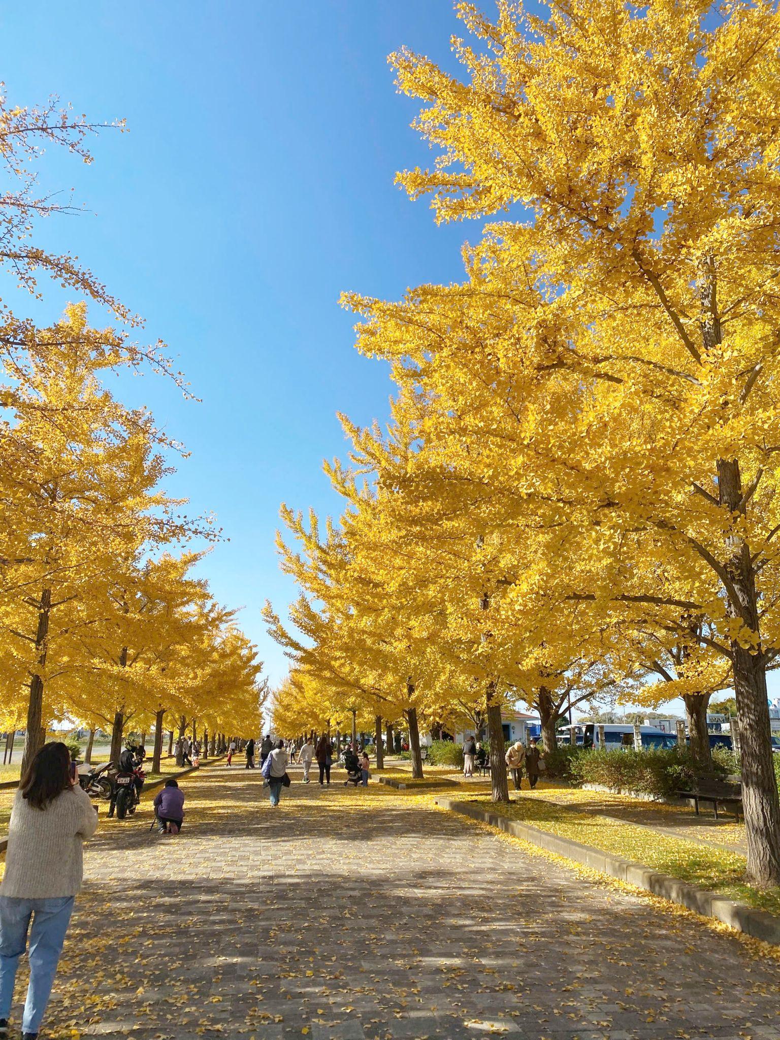 Sắc vàng càng nổi bật giữa bầu trời trong xanh. 