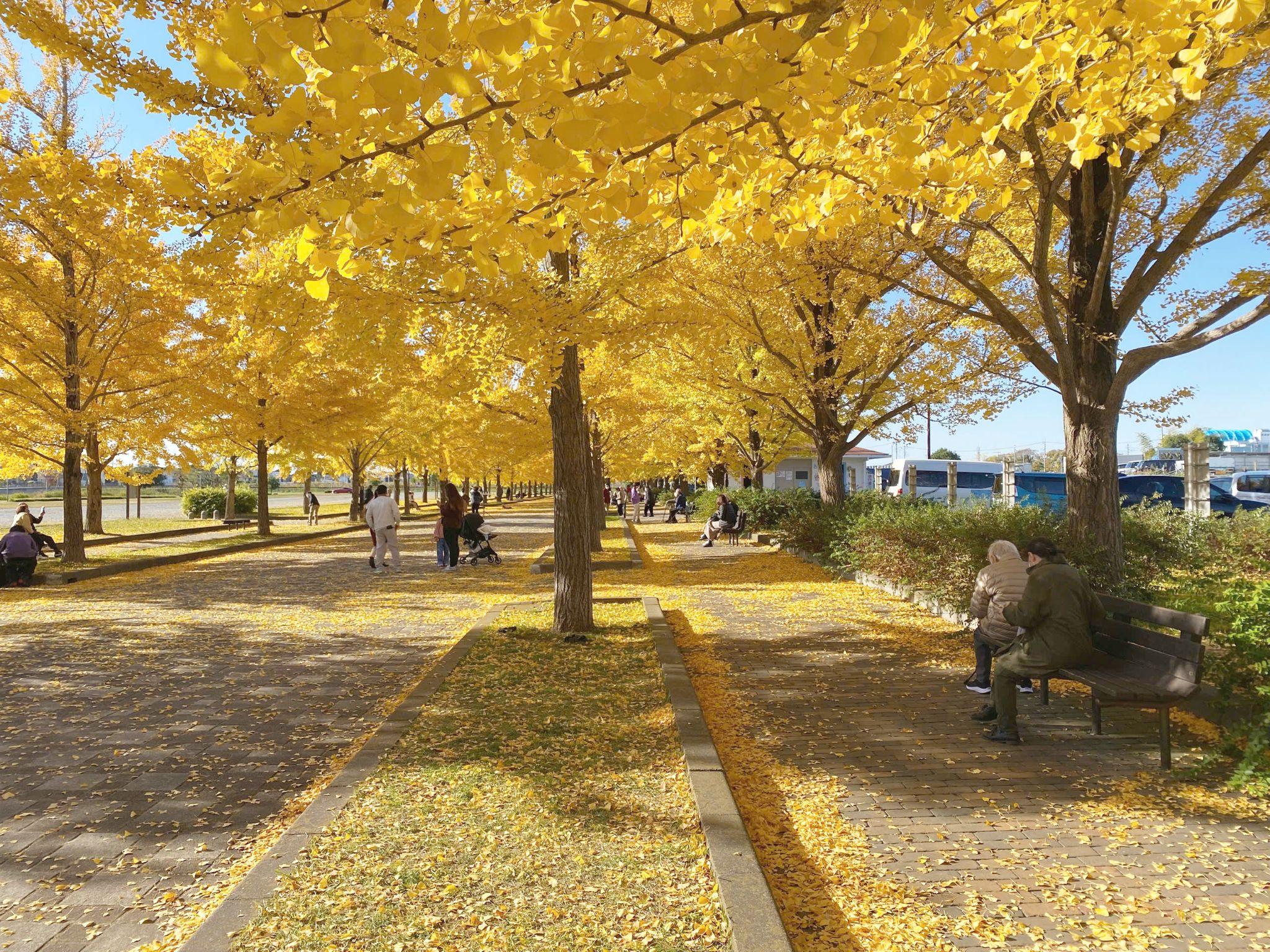 Kazo Hanasaki Water Park ngập sắc vàng. 