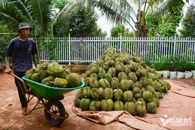 Xuất khẩu sầu riêng được dự báo có thể đạt 4 tỷ USD trong năm nay. Ảnh: Nguyễn Huế