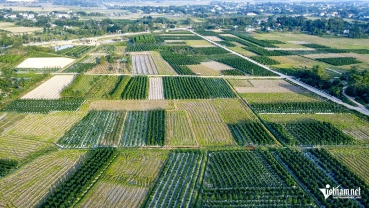 Các vườn quất cảnh ở xã Hợp Tiến, Thanh Hóa. Ảnh: Lê Dương