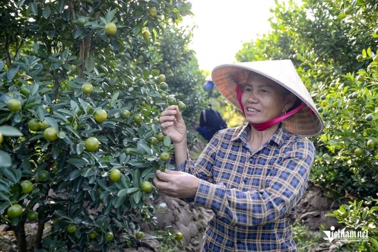 Vườn quất nhà bà Lương đã có thương lái đến đặt cọc. Ảnh: Lê Dương