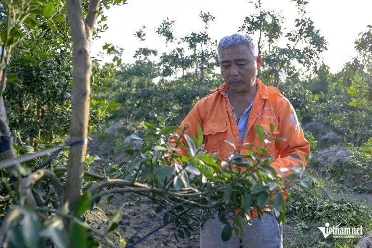Ông Nhàn đang chăm sóc những gốc quất cảnh của gia đình để chuẩn bị bán Tết. Ảnh: Lê Dương