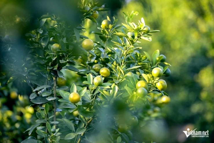 Theo các chủ vườn, giá quất cảnh năm nay dự kiến tăng từ 10-30%. Ảnh: Lê Dương