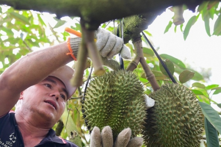 Thu về 3,34 tỷ USD, ‘vua trái cây’ Việt Nam lại lập kỷ lục lịch sử mới