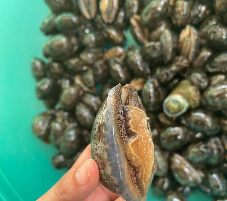 Ốc trinh nữ còn được người dân gọi bằng cái tên gợi hình như ốc bướm hay ốc heo, khiến nhiều người tò mò tìm mua ăn thử trong những năm gần đây.
