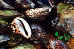 Đặc sản nghe tên "ngượng đỏ mặt", trước không ai biết đến nay khách tranh nhau, thịt giòn sần sật