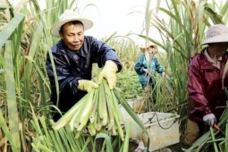 Thứ có đầy ở Việt Nam, ở nước ngoài là “nhân sâm dưới nước”, gần 150.000đ/kg