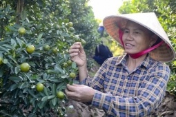 'Thủ phủ quất cảnh' ở Thanh Hóa mất mùa, thương lái đua đặt sớm dù quả còn xanh