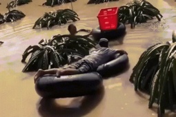 Bạn trẻ - Cuộc sống - Vườn ngập sâu, nông dân bơi ra hái vét thanh long