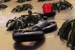 Vườn ngập sâu, nông dân bơi ra hái vét thanh long