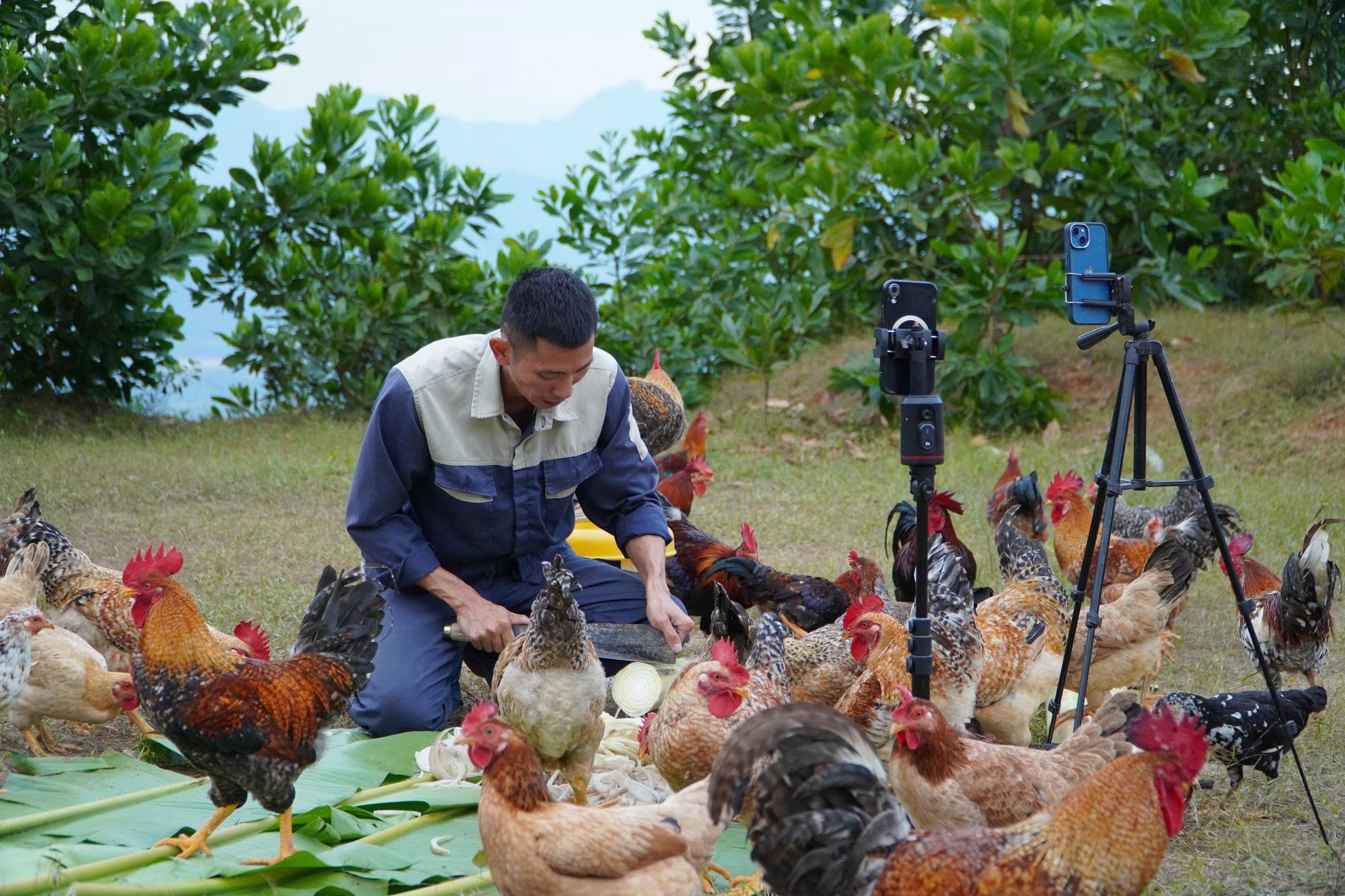 Những con gà nhiều cựa được thả ngoài tự nhiên, tự đi kiếm ăn cho mẫu mã rất đẹp, được nhiều người đặt mua. (Ảnh: Võ Văn Đức).