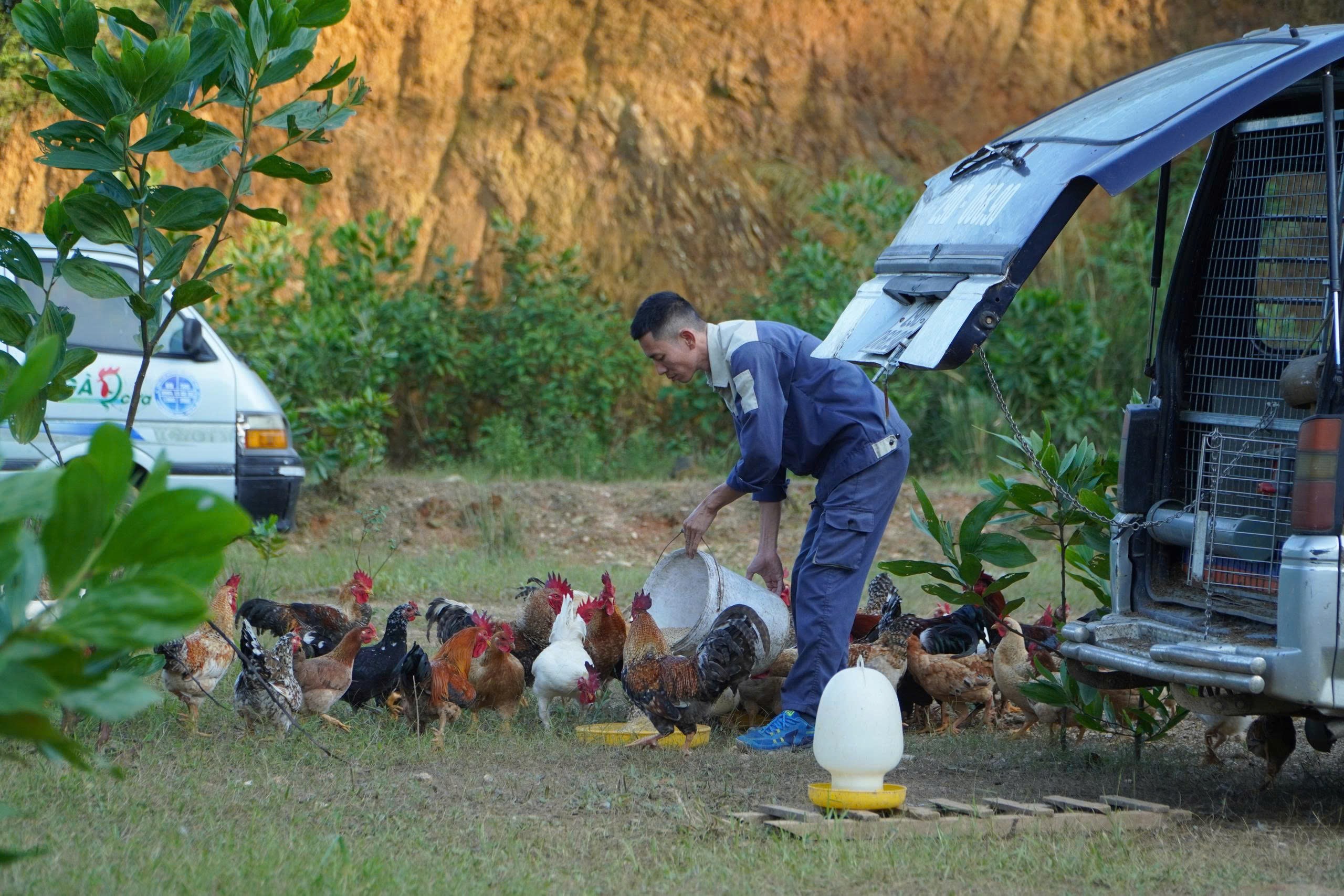 Đàn gà được huấn luyện tự đi kiếm ăn, tối lại lên ô tô để ngủ. (Ảnh: Võ Văn Đức).