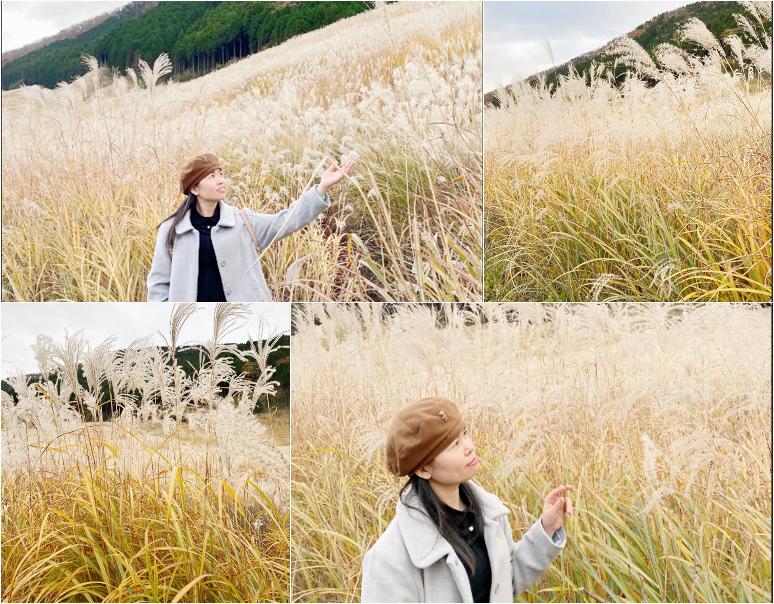 Những cánh đồng cỏ lau trổ bông đẹp đến động lòng người. 