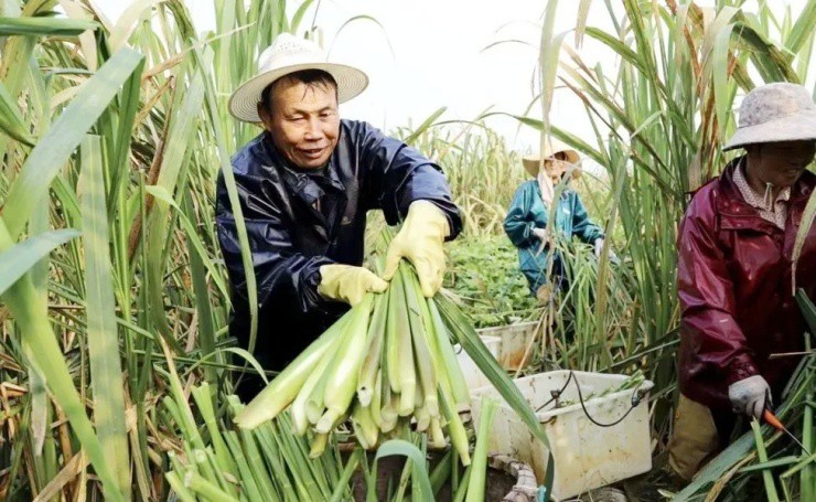 Thứ có đầy ở Việt Nam, ở nước ngoài là “nhân sâm dưới nước”, gần 150.000đ/kg - 1