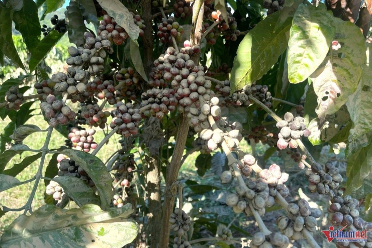 Quả cà phê bị dính bùn đất nên nhân công không nhận hái. Ảnh: Hải Dương