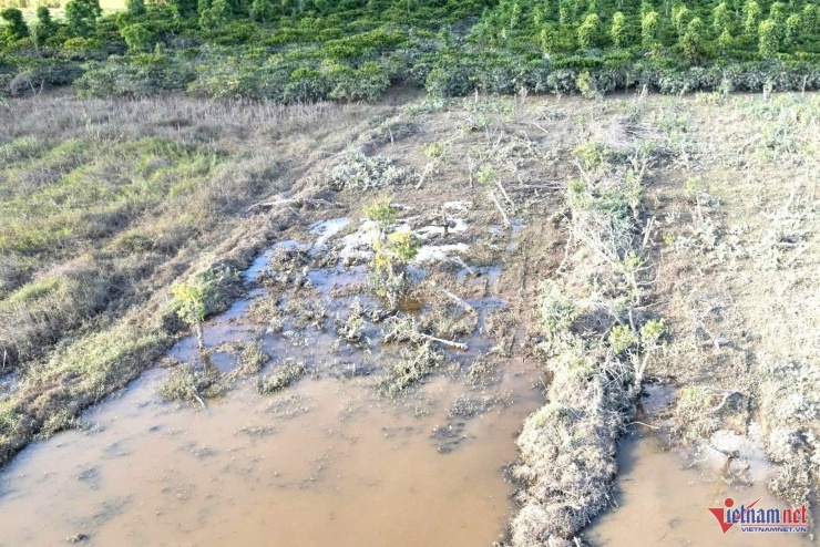 Một số vườn cà phê do bị ngâm nước nhiều ngày nên cây đã chết. 