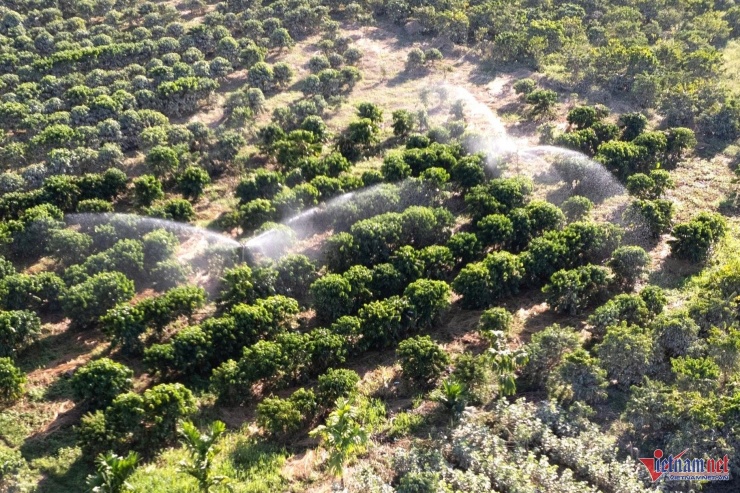 Người dân phải tưới nước để rửa sạch cây cà phê trước khi thu hoạch. 