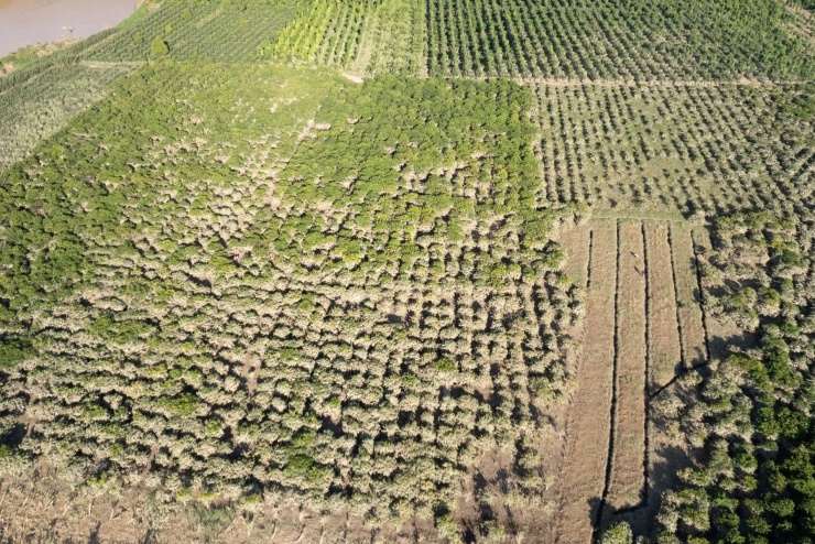 Hàng chục hecta cà phê của người dân bị bám đầy bùn đất sau khi lũ rút. 