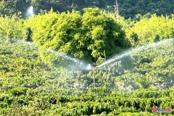 Người dân phải bơm nước rửa sạch cây cà phê, sau đó mới thuê được nhân công đến thu hoạch. 