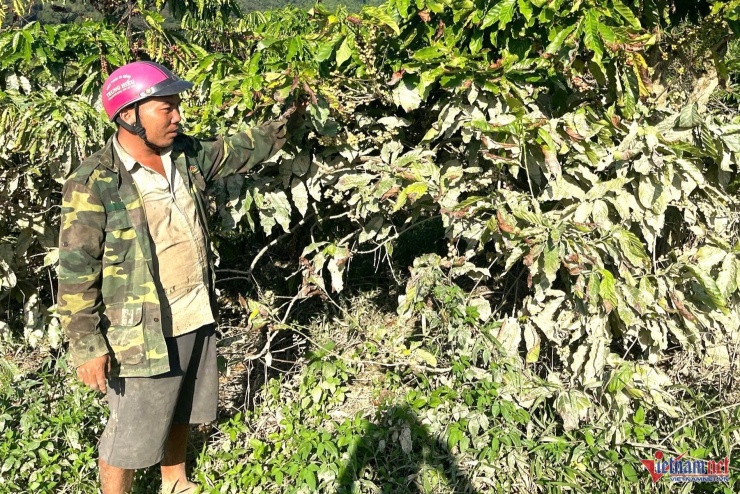 Anh Trương Văn Sỹ bên vườn cà phê của gia đình, cây bị dính đầy bùn, không thuê được nhân công.