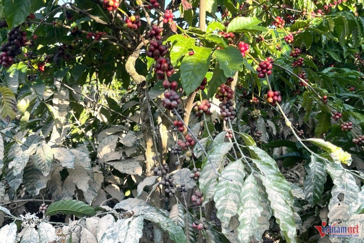 Do cây cà phê bị bẩn nên nhân công thu hoạch đòi trả công từ 1.500 lên 2.500 đồng/kg. 