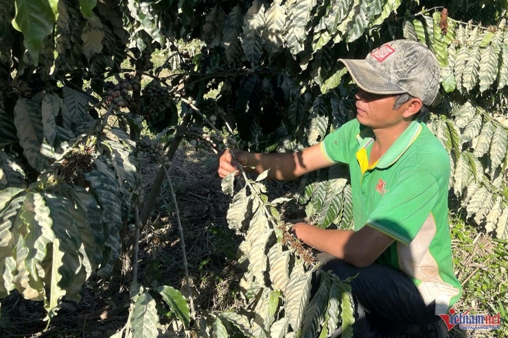 Cà phê tươi dính bùn đất, anh Phan Đức Nhàn rất lo lắng việc đại lý chê không mua.