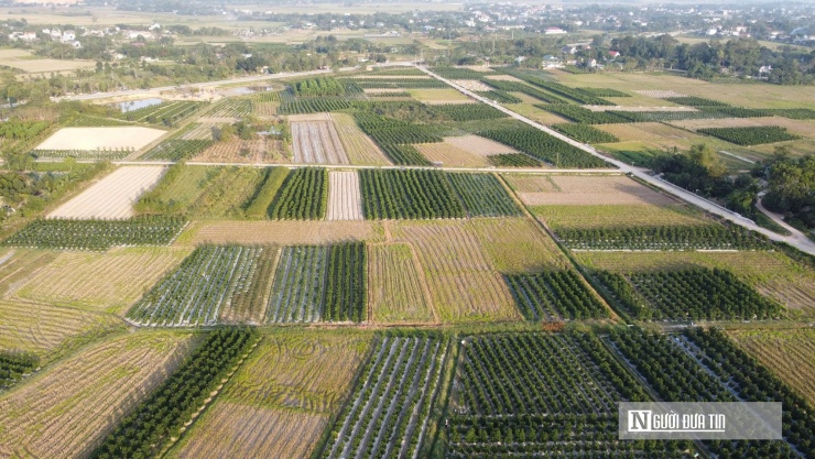 Vựa quất cảnh lớn nhất Thanh Hóa - xã Hợp Tiến với hàng chục ha.