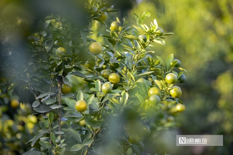 Còn 2 tháng nữa, những cây quất này sẽ chín vàng và được đưa ra thị trường.