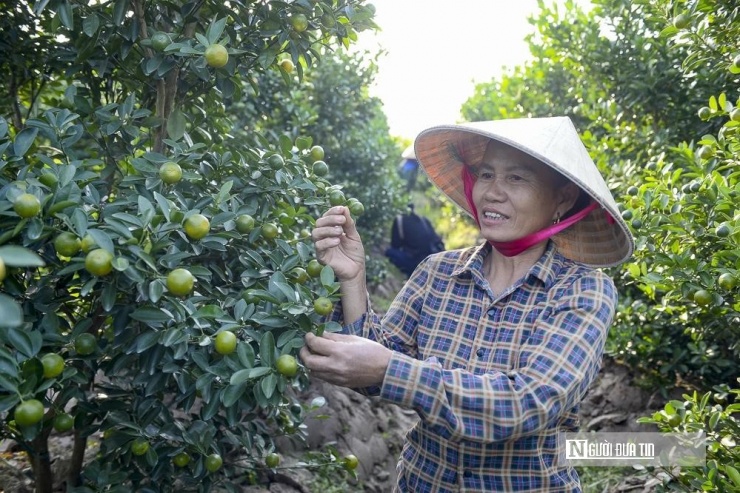 Nghề trồng quất cảnh đã có hàng chục năm ở Hợp Tiến, giúp người dân có đời sống kinh tế ổn định.