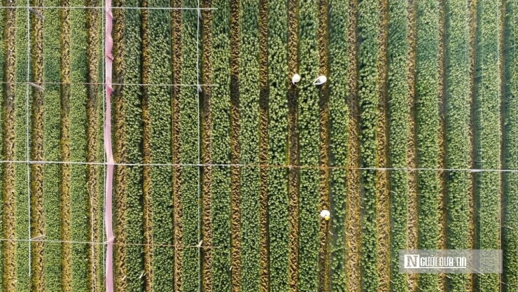 Làng hoa Đông Cương - thủ phủ cung cấp hoa cho thị trường ở Thanh Hóa.