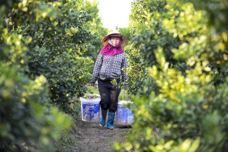 Nông dân trồng quất chỉ mong vụ Tết để kiếm thu nhập.