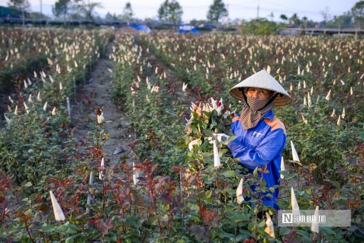 Người dân tất bật trên những cánh đồng hoa những ngày cuối năm.
