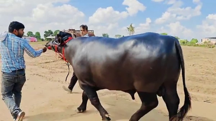 Con trâu đực có giá 3 crore Rupee (8,7 tỷ đồng).