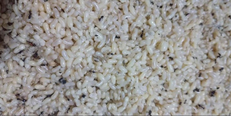 Chỉ có trứng của loài kiến đen rừng núi ở Cao Bằng mới được dùng làm bánh. Ảnh: Nguyễn Mai.