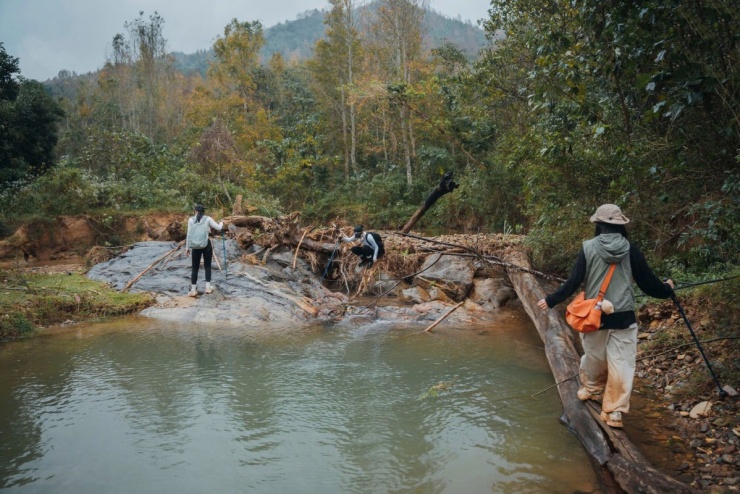 Rừng phong Khe Sanh đổi màu lá, hút khách trekking - 5