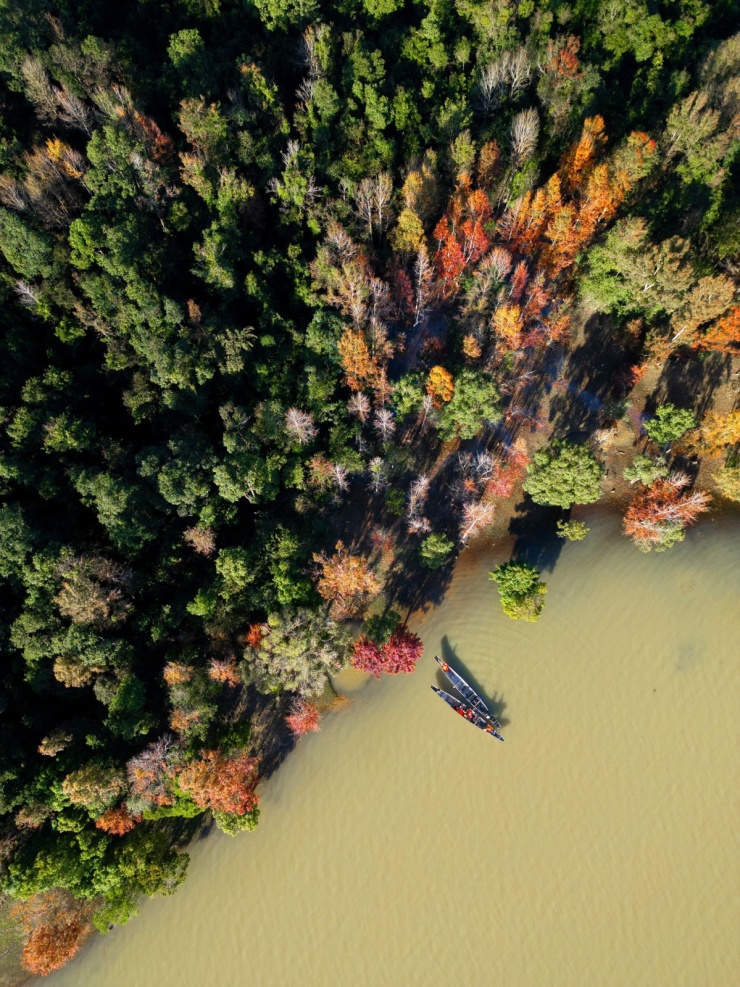 Rừng phong Khe Sanh đổi màu lá, hút khách trekking - 6